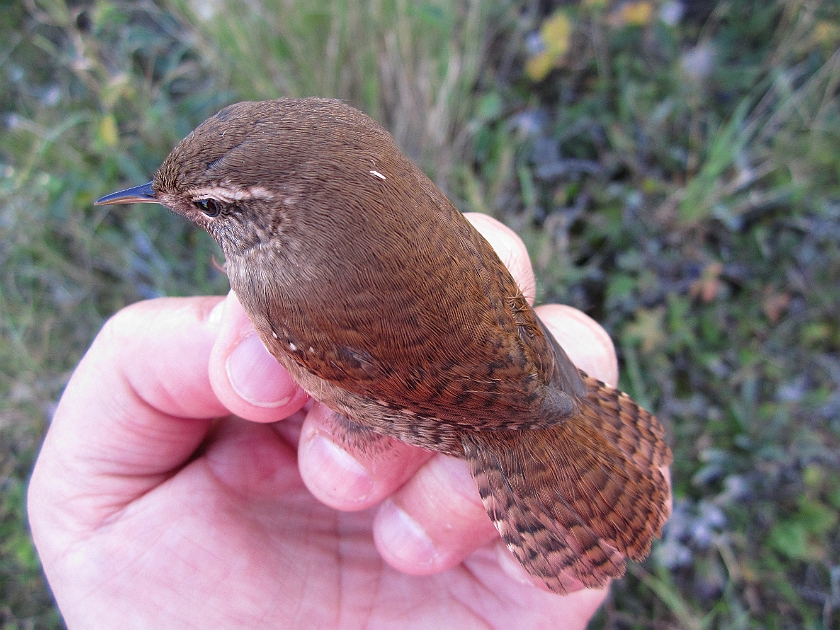 Winter Wren, Sundre 20120829